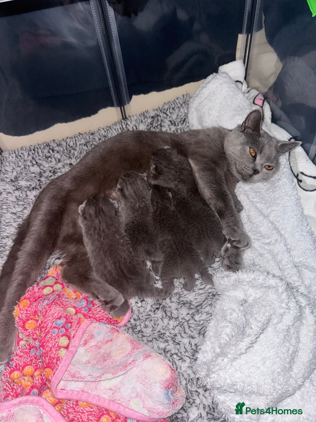 British Shorthair cats for sale: British short hair kittens  - Image 16