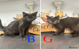 Mixed Breed cats for sale: Persian x Ragdoll mix - Image 1