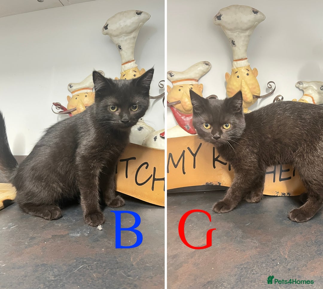 Mixed Breed cats for sale: Persian x Ragdoll mix - Image 1