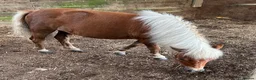 Shetland pony horses for sale: Adorable Miniature Shetland in Looe - Advert 2