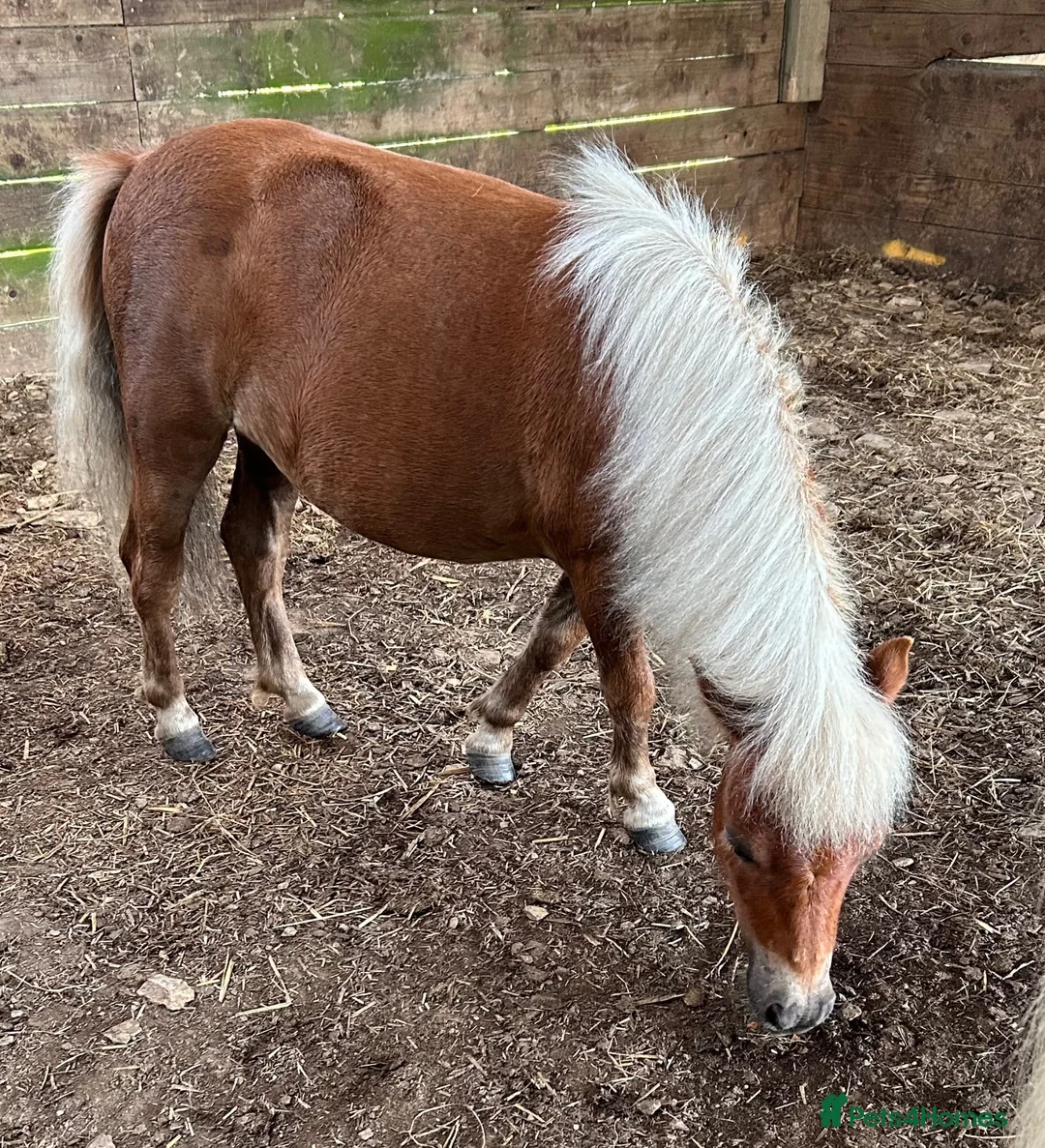 Shetland pony horses for sale: Adorable Miniature Shetland in Looe - Advert 2