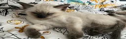 Ragamese cats for sale: Gorgeous ragamese male kitten - Advert 3