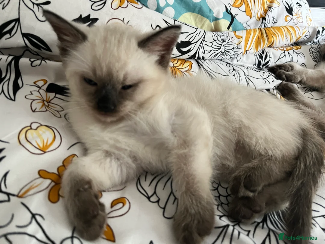 Ragamese cats for sale: Gorgeous ragamese male kitten - Advert 3