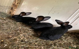 Continental Giant rabbits for sale: Continental  - Image 3