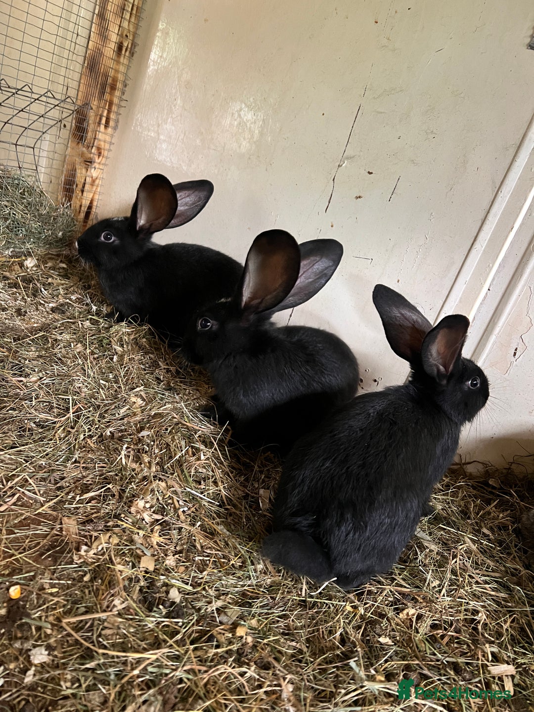 Continental Giant rabbits for sale: Continental  - Image 3
