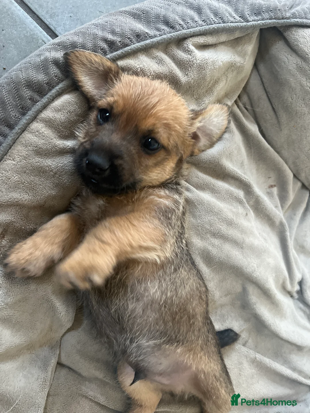 Jack Russell dogs for sale: Docked Jack Russle pups - Advert 2