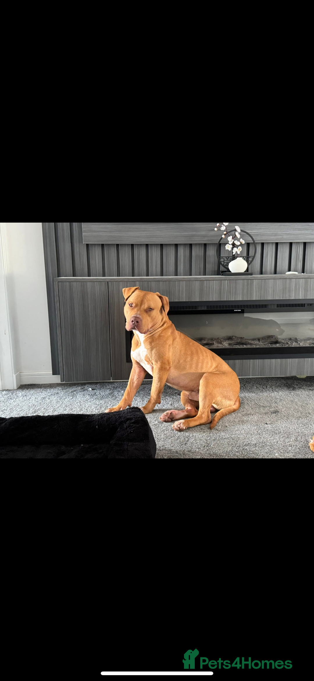 American Bulldog dogs for sale: Handsome and super active boy for rehoming - Image 8