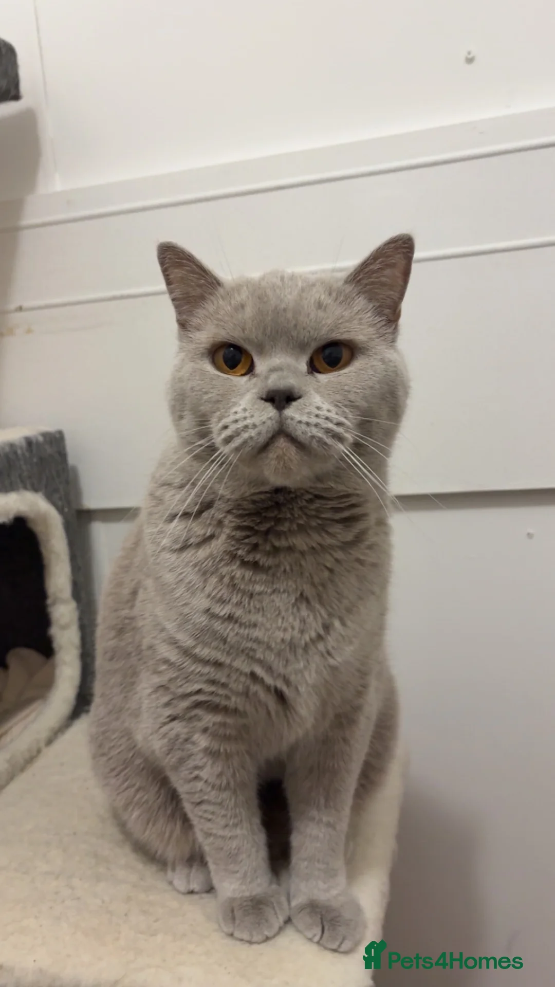 British Shorthair cats for sale: British shorthair  - Advert 2