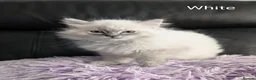 Ragdoll cats for sale: Stunning GCCF REG PEDIGREE RAGDOLLS - Advert 6