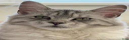 Maine Coon cats for sale: 🌿 THE HERITAGE COLLECTION 🌿 - Advert 16