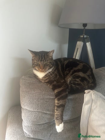 Mixed Breed cats - Advert 11