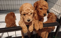 Toy Poodle dogs for sale: Charming Toy Poodle Puppies - Image 19