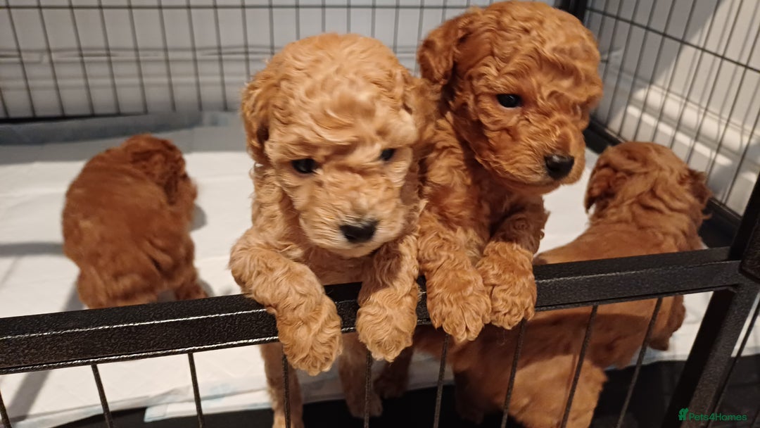Toy Poodle dogs for sale: Charming Toy Poodle Puppies - Image 19
