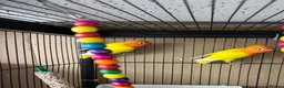 Lovebirds birds for sale: Lutino for sale - Advert 2