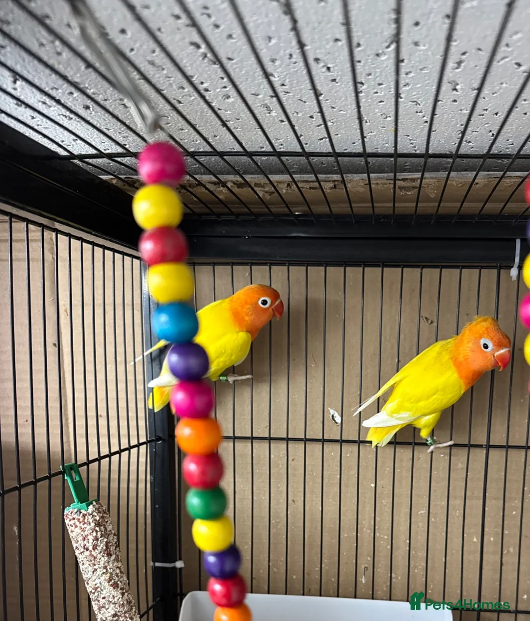 Lovebirds birds for sale: Lutino for sale - Advert 2