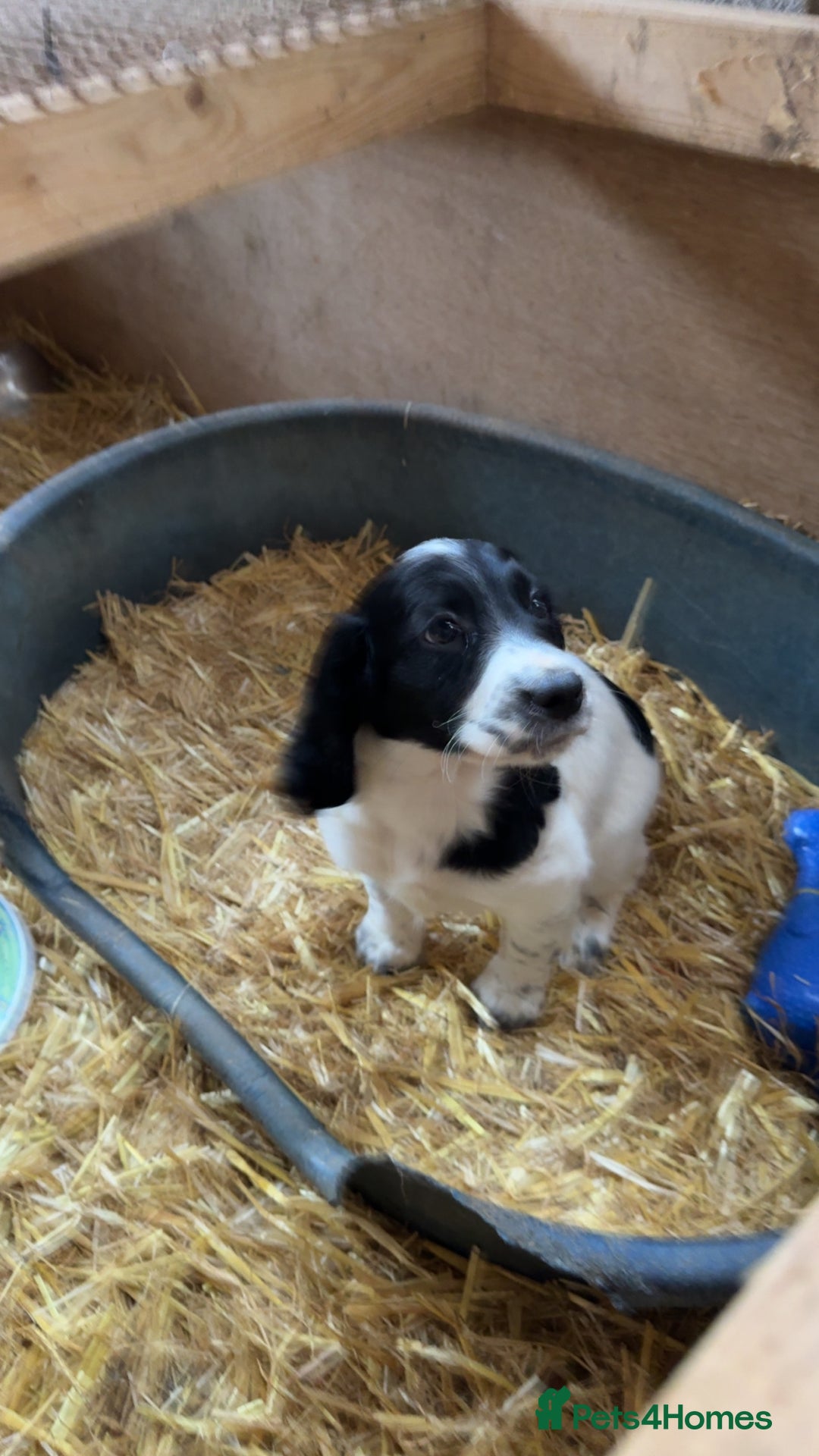 Sprocker dogs for sale: 2 sprockers available  - Advert 12