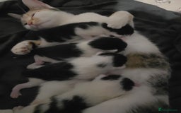 Mixed Breed cats for sale: 2 gorgeous male kittens  - Image 5