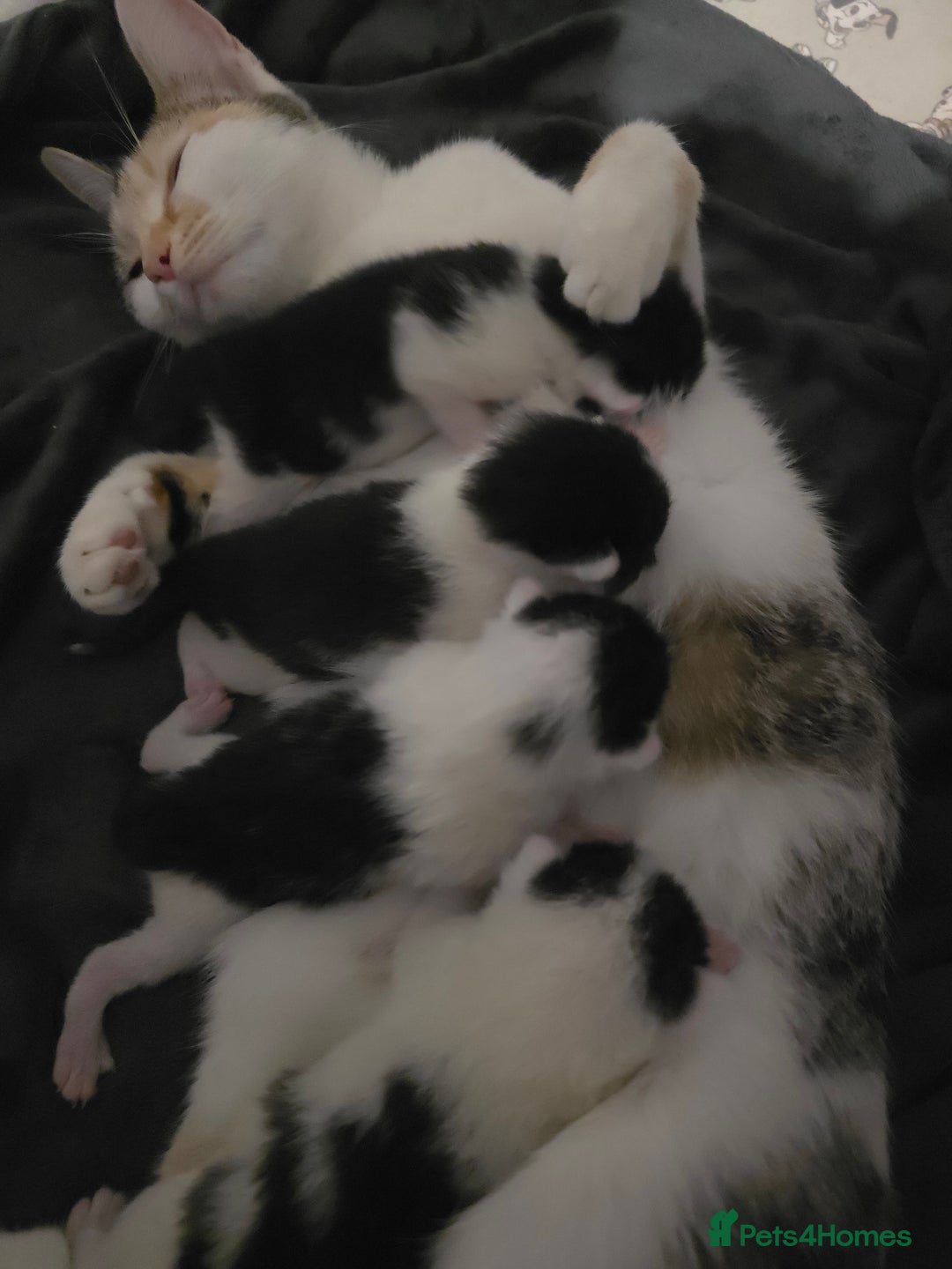Mixed Breed cats for sale: 2 gorgeous male kittens  - Image 5