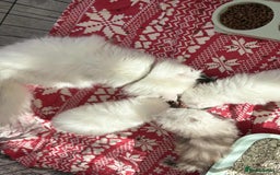 Persian cats for sale: Pure chinchilla doll face Persian kittens - Image 7