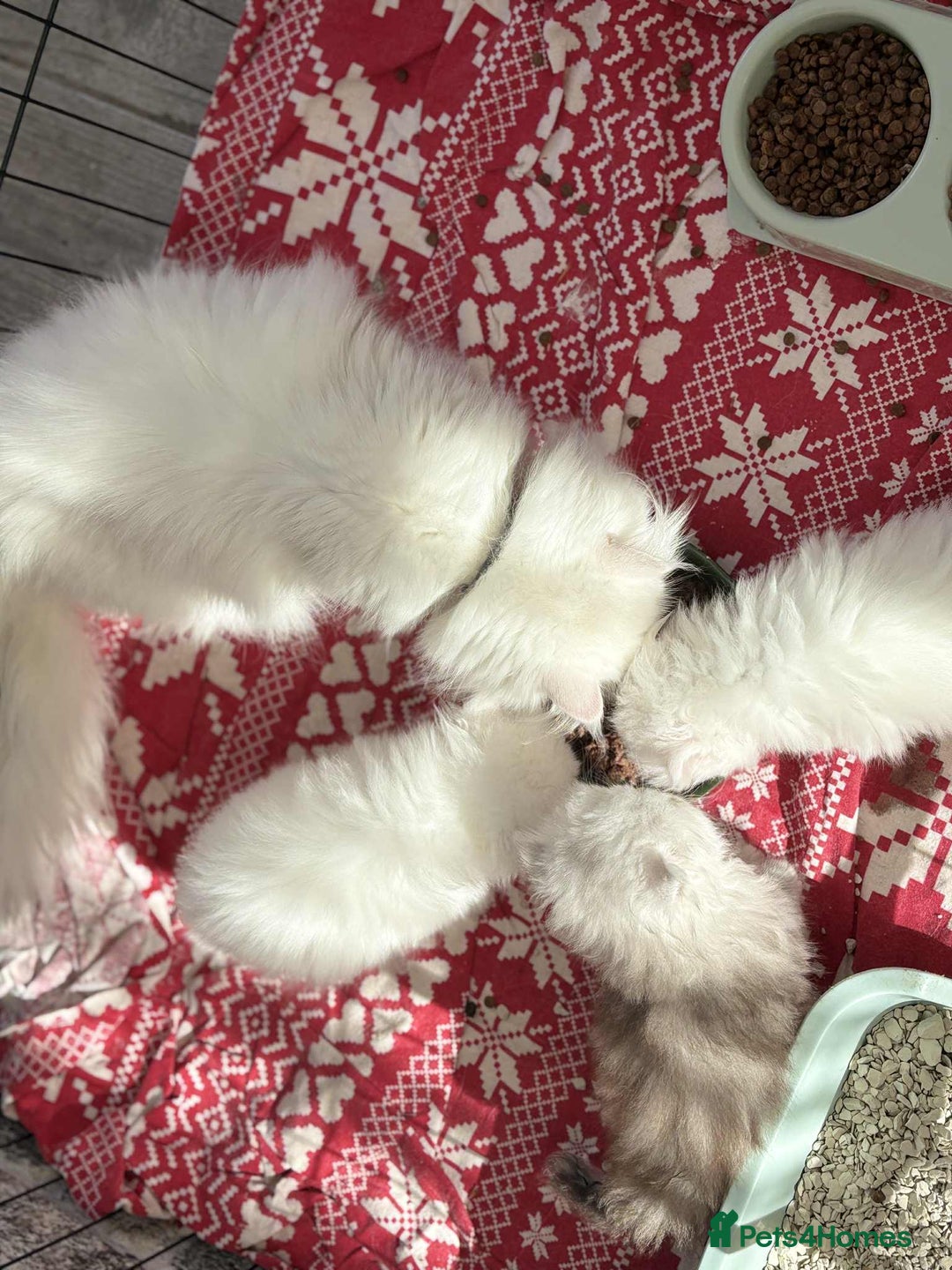 Persian cats for sale: Pure chinchilla doll face Persian kittens - Image 7