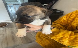 Mixed Breed dogs for sale: Husky x Staffy puppy’s ready now!  - Image 7