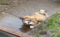 Shih Tzu dogs for sale: 3 month old shih tzu’s - Image 1