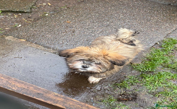 Shih Tzu dogs - Advert 3