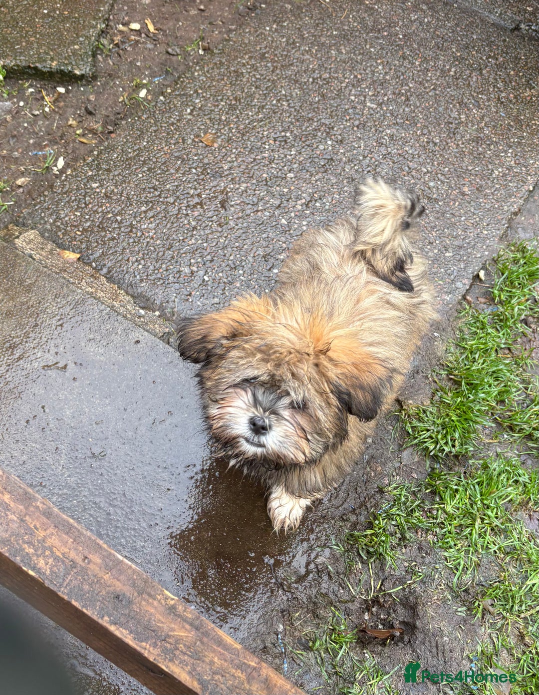 Shih Tzu dogs for sale: 3 month old shih tzu’s - Image 1