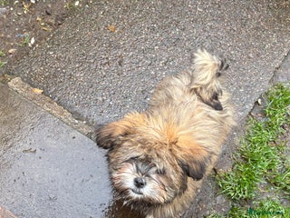 Shih Tzu dogs - Advert 1