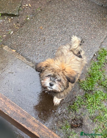 Shih Tzu dogs - Advert 1