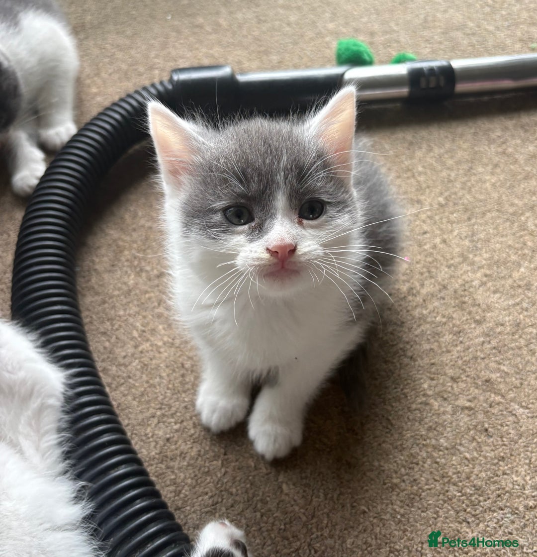 Mixed Breed cats for sale: Beautiful black/white/grey kittens for sale - Advert 6