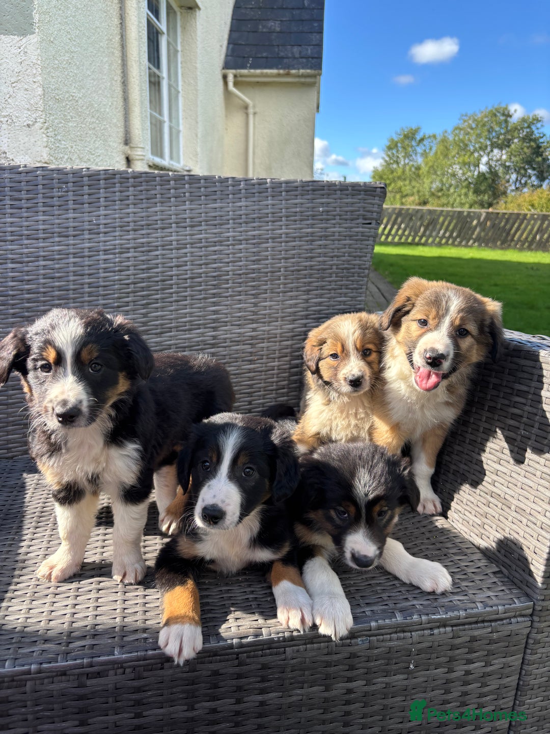 Border Collie dogs for sale: Beautiful Collie Puppies❤️ - Image 8