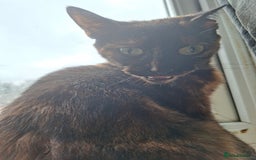 Bengal cats for sale: Three cats to go 2 twins and one bengal cross - Image 2