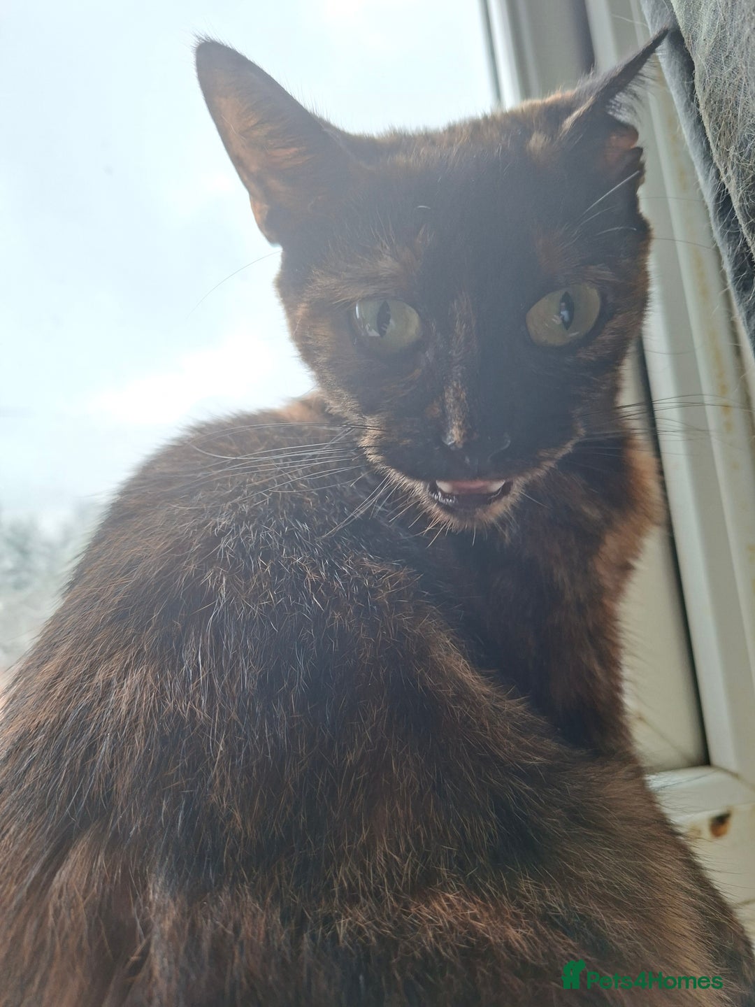 Bengal cats for sale: Three cats to go 2 twins and one bengal cross - Image 2