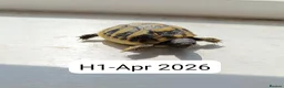 Hermann Tortoise reptiles for sale: Herman baby tortoise  - Advert 7