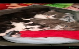 Mixed Breed cats for sale: Beautiful kittens  - Image 1
