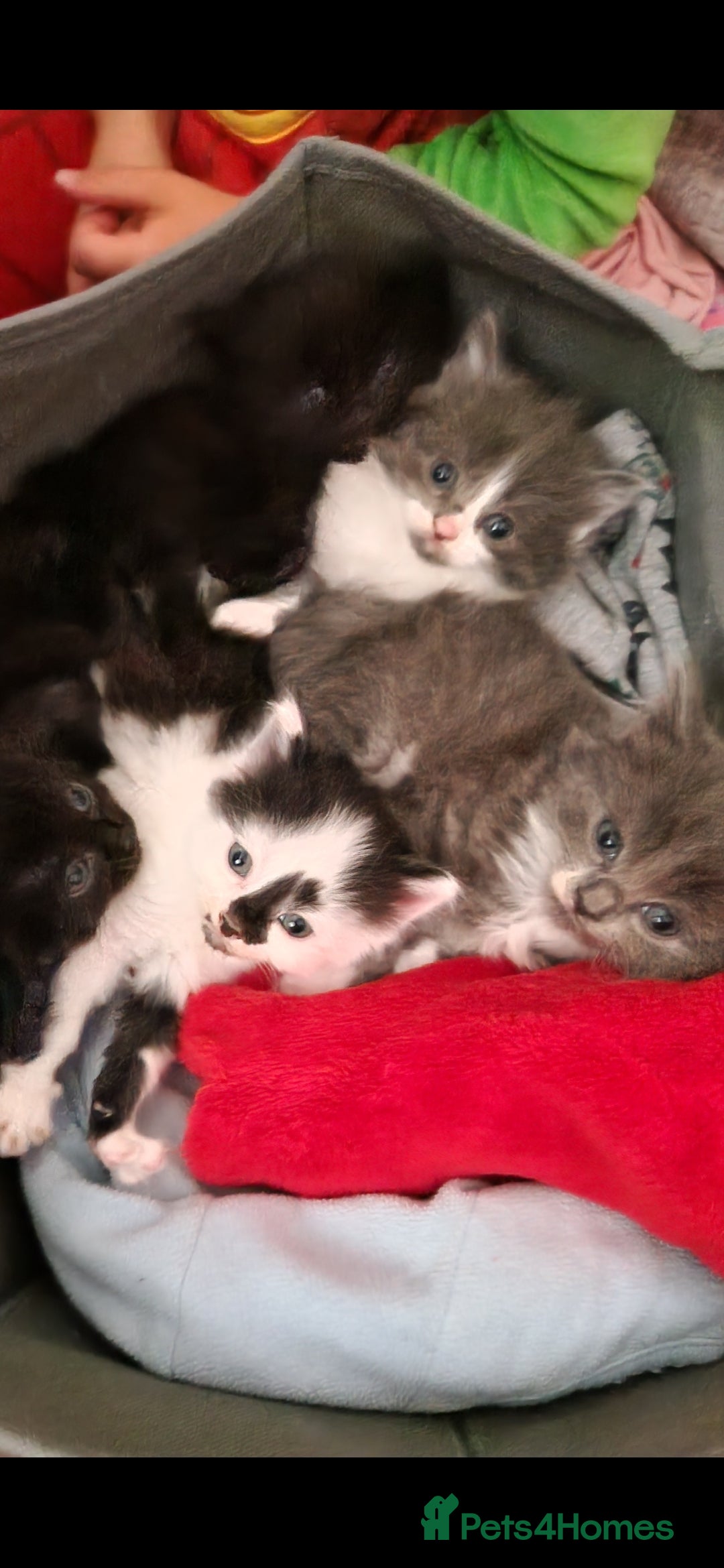 Mixed Breed cats for sale: Beautiful kittens  - Image 1