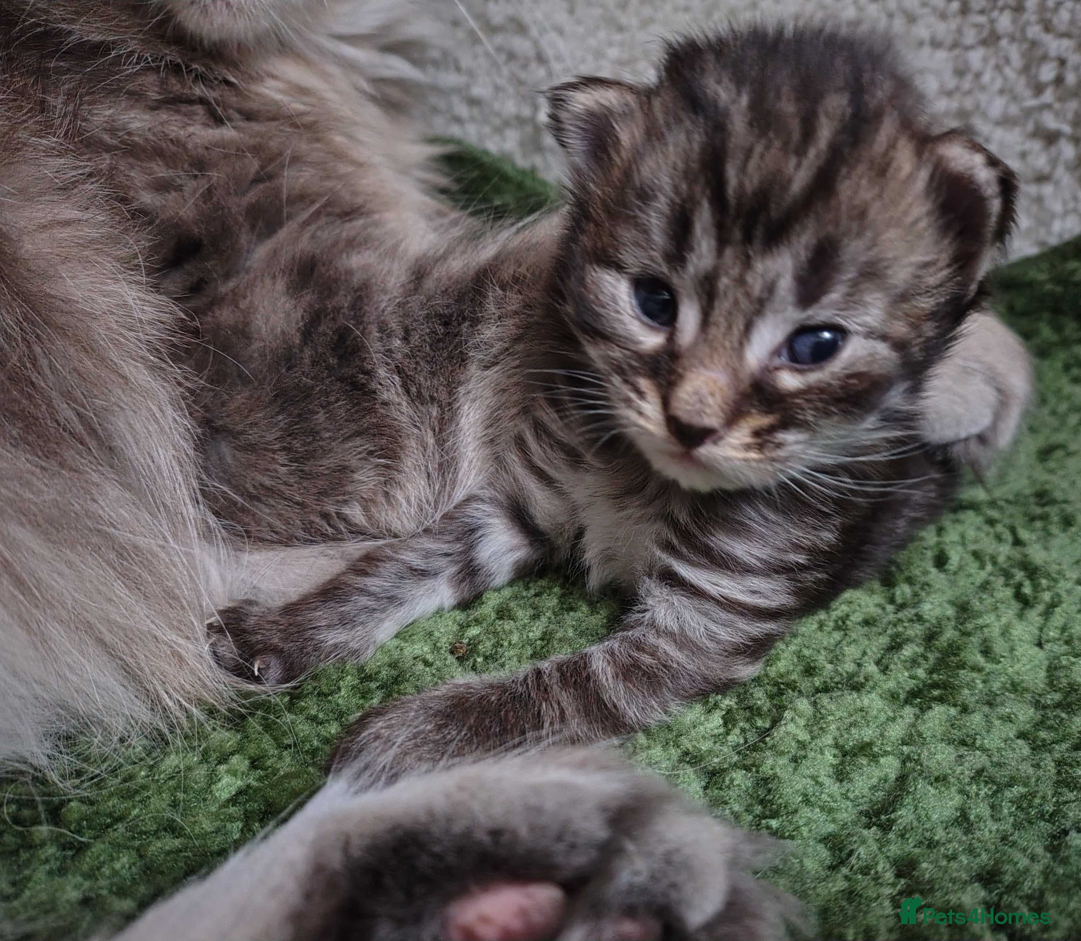 Norwegian Forest Cat cats Beautiful Pedigree Norwegian Forest kittens - Advert 12