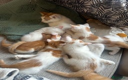 Turkish Van cats for sale: 5 beautiful kittens looking for families  - Image 14