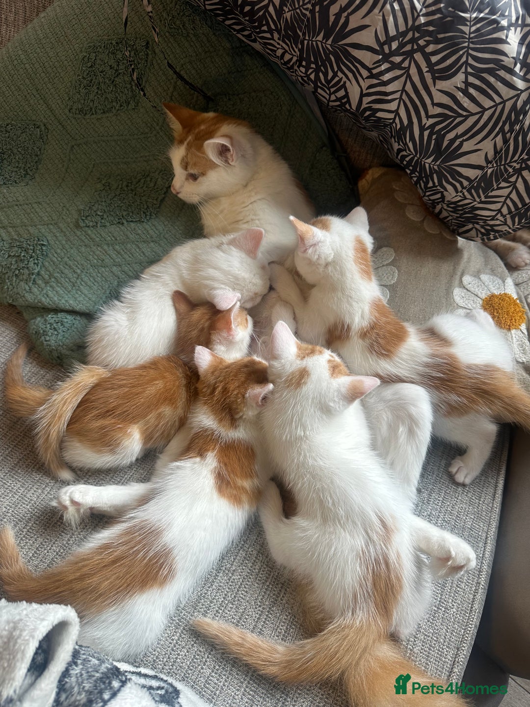 Turkish Van cats for sale: 5 beautiful kittens looking for families  - Image 14