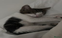 Domestic Shorthair cats for sale: 12 week old kitten - Image 4