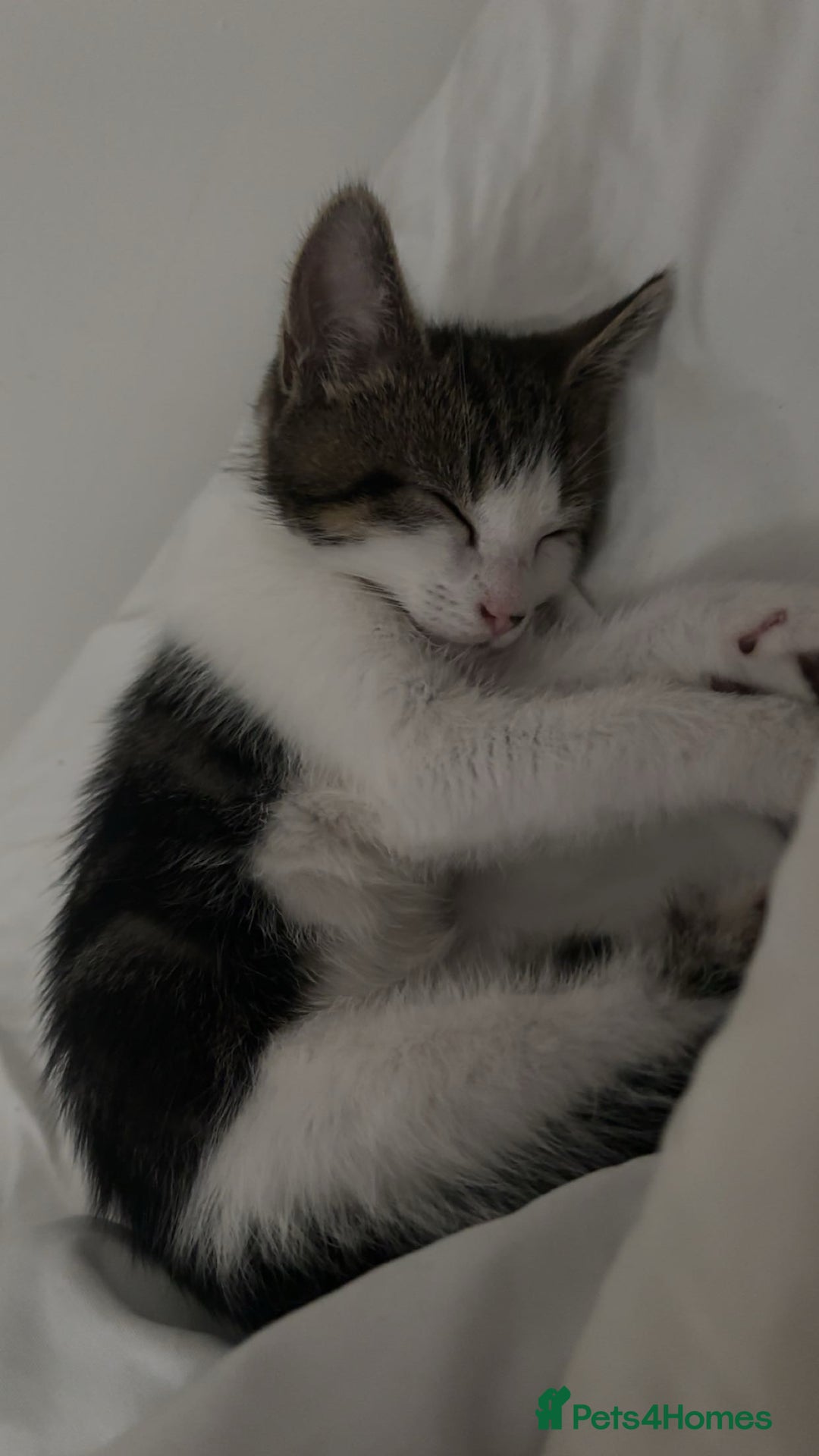 Domestic Shorthair cats for sale: 12 week old kitten - Image 4