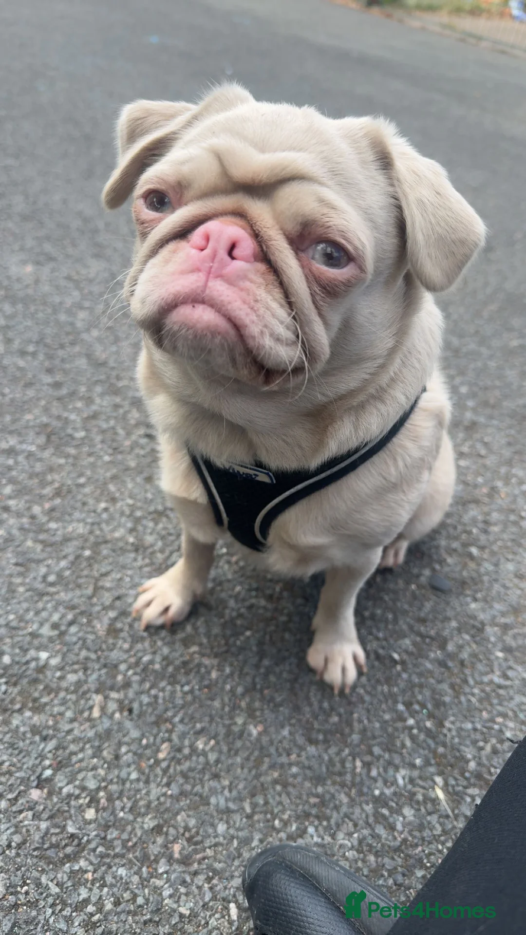 Pug dogs for sale: X2 boy Pug Pups  - Advert 2