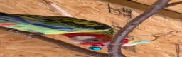 Parakeets birds for sale: Eastern Rosella in Wigan - Advert 18