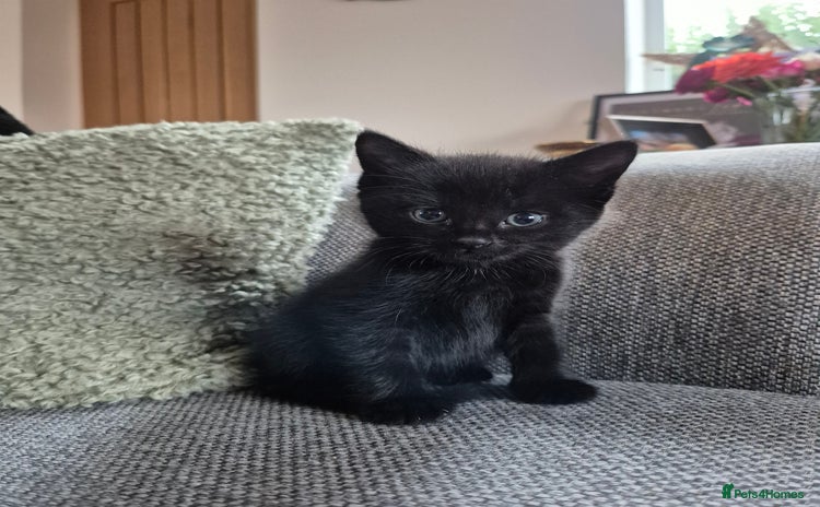Mixed Breed cats - Advert 1