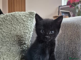 Mixed Breed cats - Advert 8