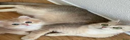 British Longhair cats for sale: Loving Blue Golden British Longhair Girls - Advert 1