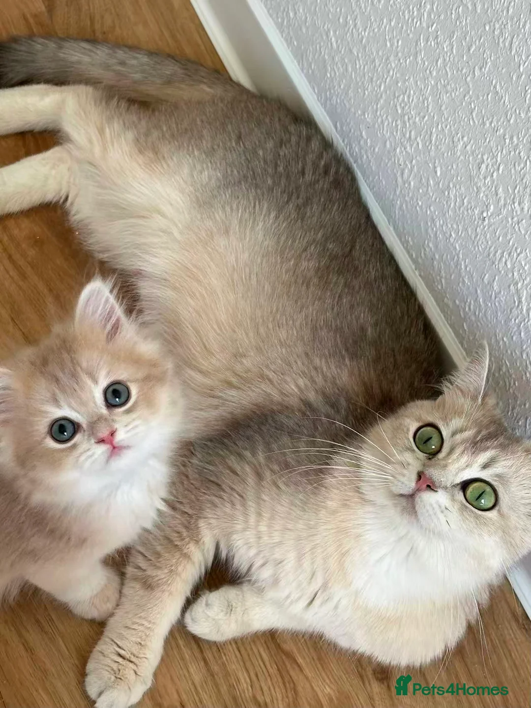 British Longhair cats for sale: Loving Blue Golden British Longhair Girls - Advert 1