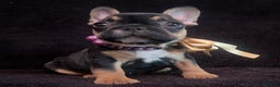 French Bulldog dogs for sale: 💗 Last Frenchy 💗 Sable 💗 Female 💗  - Advert 10