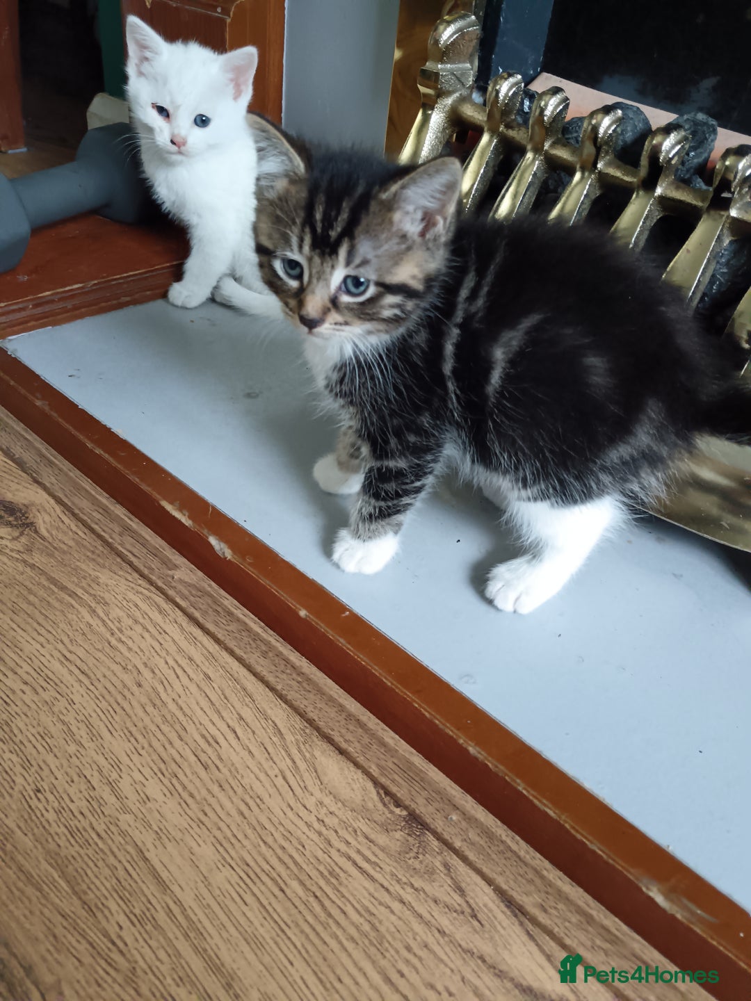 Mixed Breed cats for sale: Kittens  - Image 5